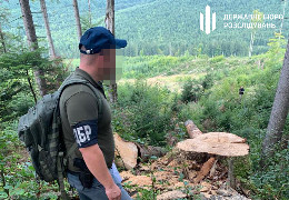 На Буковині перед судом постане лісник, який допустив незаконну рубку дерев на мільйон гривень