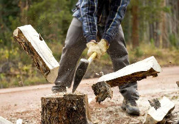 Лісгоспи на Буковині продають уже колоті дрова через Інтернет: яка вартість та асортимент