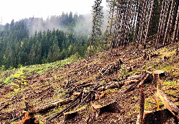 Держава планує змінити законодавство, щоб збільшити обсяги рубок лісів - Українська природоохоронна група