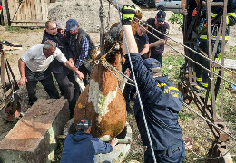 На Буковині рятувальники підняли з глибокого колодязя мертву корову