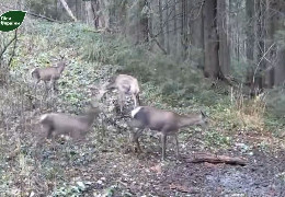 На лісовій галявині в Чернівецькій області фотопастки зафіксували прогулянку родини оленів