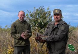 На Сокирянщині у ліси випустили 300 фазанів, яких вивели в інкубаторі та природним шляхом
