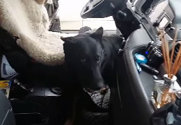 Буковинські прикордонники показали, як службовий пес виявив наркотики у шкарпетках водія фури