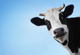 За три роки буковинець викрав чотири корови. Його засудили до 2,5 років тюрми