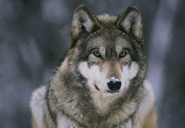 У прикордонних з росією селах Сумщини голодні вовки ходять вулицями та у дворах з'їдають домашніх собак - місцеві ЗМІ