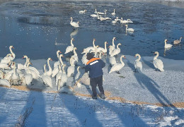На батьківщині Івана Миколайчука традиційно зимують лебеді-шипуни. На Чорторийських ставках птахів постійно підгодовують