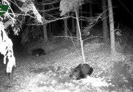 Ведмідь на Буковині прокинувся після зимової сплячки й ласує кукурудзою: лісівники оприлюднили відео