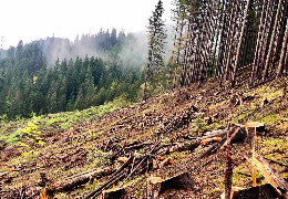 на Буковині судитимуть експосадовця лісового господарства, який дозволив незаконно вирубати лісу на 900 тис. грн