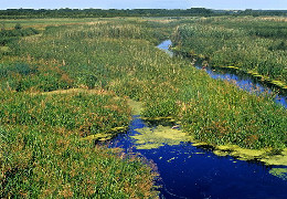 На Буковині суд зобов’язав Юрковецьку сільраду зберегти пам’ятку природи "Ржавинецьке болото"