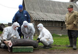 У Сокирянській громаді оголошено епідемію на Африканську чуму свиней. Визначено зони нагляду і захисту (ПЕРЕЛІК)