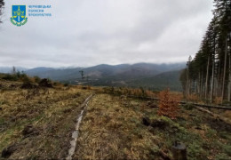 Судитимуть майстра лісу з Берегомета, у якого на підвідомчій території нарубали лісу більш як на 1,8 млн грн 