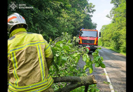 На Буковині нічний буревій повалив дерева на ділянці траси М19 Тернопіль Чернівці