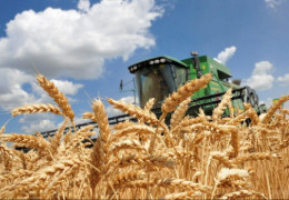 Посуха, сарана і ракети: чи буде Україна з зерном у 2025 році?