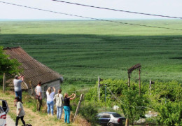 Вчені здивовані: Вербовий ліс на місці Каховського водосховища виявився мутантом