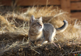 "Мобілізованого" кота на Київщині повернули господарям: ТЦК офіційно відповіло
