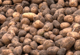 У фермера через чутки про “акцію” вкрали 150 тонн картоплі