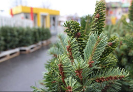 Стало відомі місця, де продаватимуть у Чернівцях новорічні ялинки. Перелік