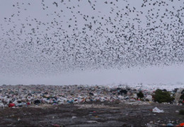 На дамбі Чорнівського полігону поблизу Чернівців з'явилися тріщини. Якщо її не укріпити на нас чекає велика екологічна катастрофа