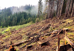 На Буковині усі «чорні» лісоруби працюють під «дахом» лісівників особливо у масових рубках - журналістка Світлана Ісаченко