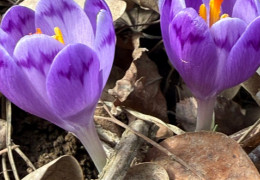 На Закарпатті почали квітнути шафрани та підсніжники