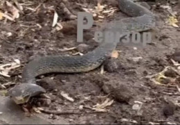 У Броварах на Київщині у центрі міста повзає велетенська кобра. ВІДЕО