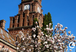 У Чернівцях на території ЧНУ зацвіли перші магнолії