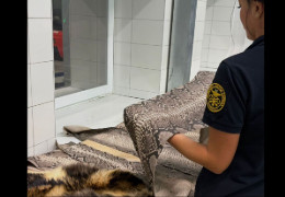 На кордоні з Румунією затримали українця, який хотів вивезти шкіри пітона та єнотовидної собаки. Митники показали вилучене