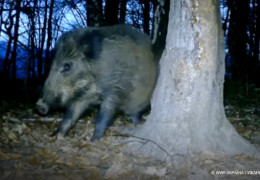 Фотопастки зазирнули у життя вепрів Карпат: що роблять кабани вночі (відео)