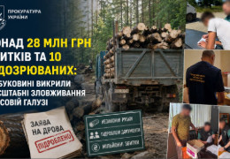 Понад 28 млн грн збитків, 760 незаконно зрубаних дерев і десять підозрюваних: на Буковині викрили масштабні зловживання у лісовій галузі