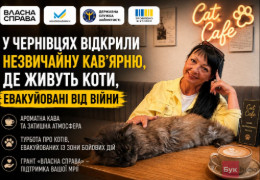 У центрі Чернівців на державний грант відкрили незвичайну кав’ярню, де живуть врятовані від війни коти